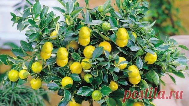 KAKO UZGOJITI ORGANSKI LIMUN IZ SJEMENKE LAKO U VLASTITOM DOMU I IMATI DOBAR ROD? – Alternativno