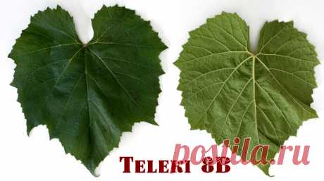 Teleki 8B - виноградный подвой. Описание, фото, характеристики