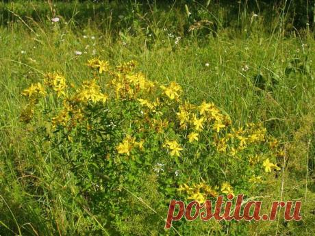 Зверобой отлично лечит нервный срыв.