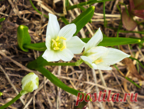 Растение Птицемлечник: фото, сорта, выращивание, посадка и уход в открытом грунте