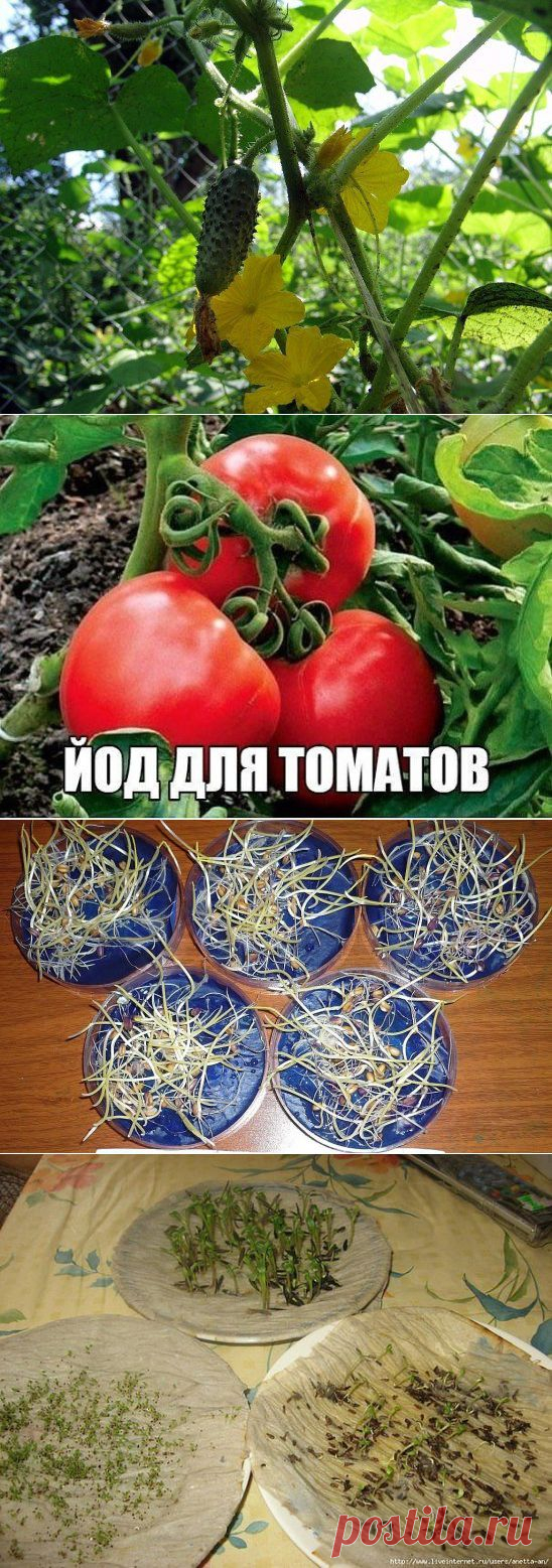 (10) Одноклассники