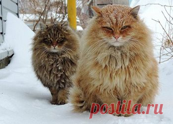«Рука мастера»: эротическое фото Федора Шмидта