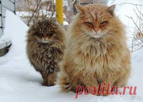 «Рука мастера»: эротическое фото Федора Шмидта