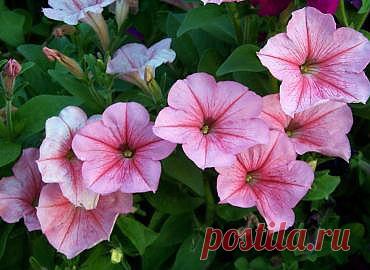 Агротехника Петуний.