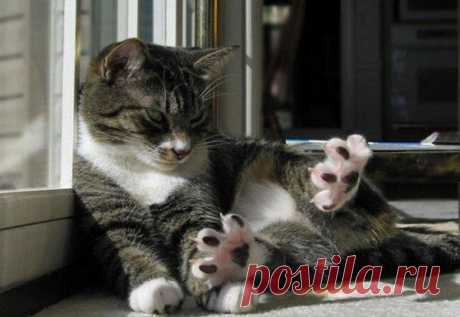 - Рас-топырка...
Два-топырка...