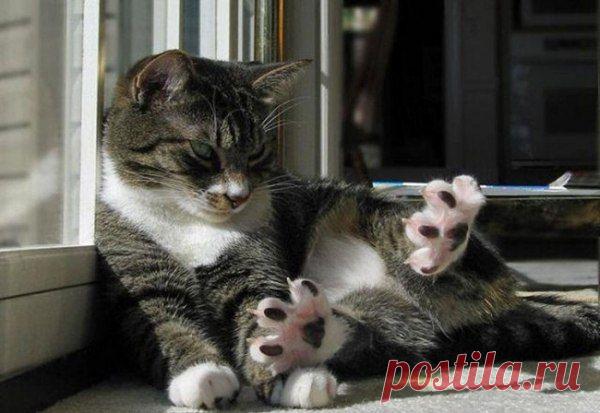 - Рас-топырка...
Два-топырка...