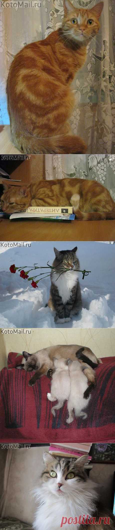Ну как их не любить?...