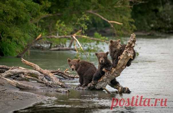 «Шишкин. Камчатский вариант». Автор фото — Геннадий Волынец: nat-geo.ru/photo/user/302629/