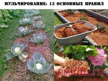 МУЛЬЧИРОВАНИЕ: 13 ОСНОВНЫХ ПРАВИЛ