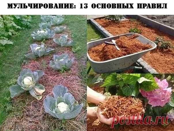 МУЛЬЧИРОВАНИЕ: 13 ОСНОВНЫХ ПРАВИЛ