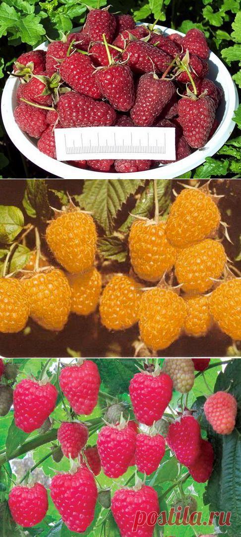 РЕМОНТАНТНАЯ МАЛИНА. Сорта. Уход.