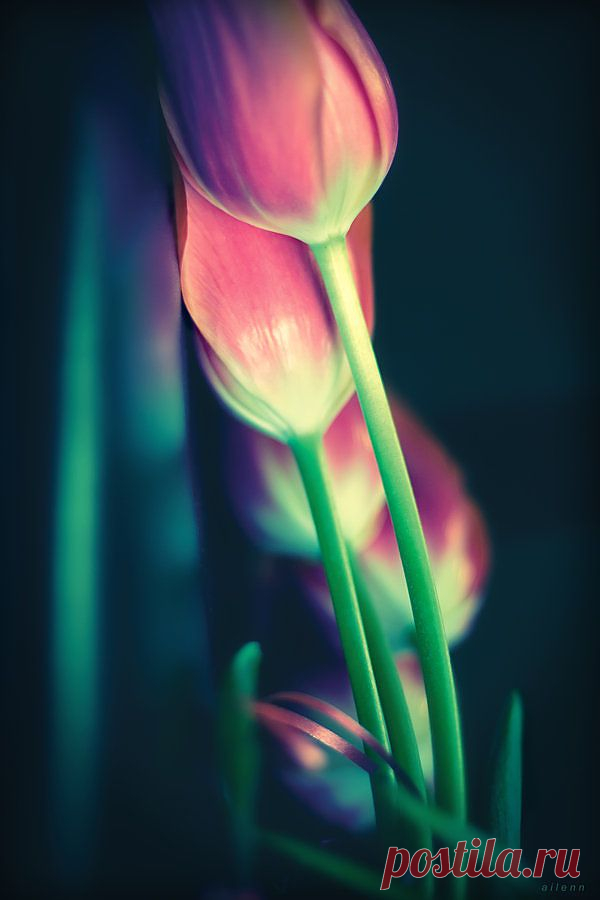 tulips