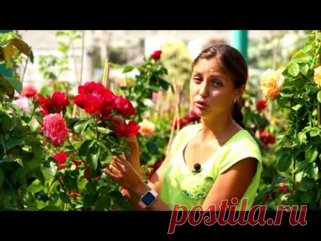 Лучшие сорта плетистых роз. МОЙ САД на канале Дача.