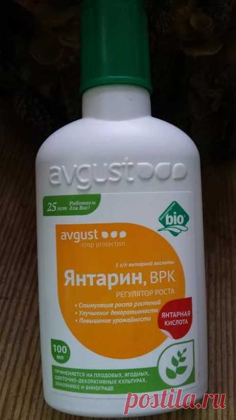 ЯНТАРНАЯ КИСЛОТА - ВОЛШЕБНЫЙ СТИМУЛЯТОР РОСТА Продавец в цветочном магазине однажды уговорил меня купить янтарную кислоту: мол, это средство удивительно стимулирует рост растений и переборщить с ним невозможно.Дома я развела 1 г. порошка на 5 л. …