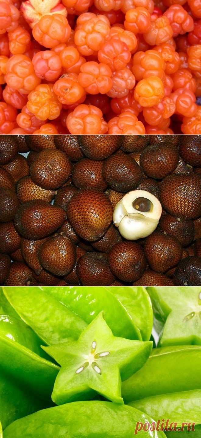 Сколько на планете видов фруктов? 20 видов, о которых Вы ничего не знали — Вкусные рецепты