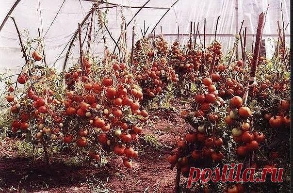 ХОТИТЕ ПОЛУЧАТЬ ПО 2 ВЕДРА ТОМАТОВ С КУСТА?