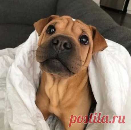 Сукины дети Спасибо!