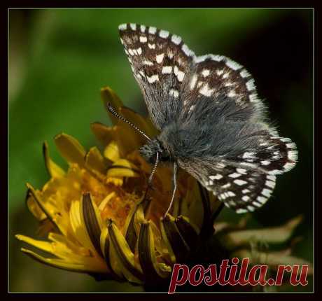 MAKRO FOTO