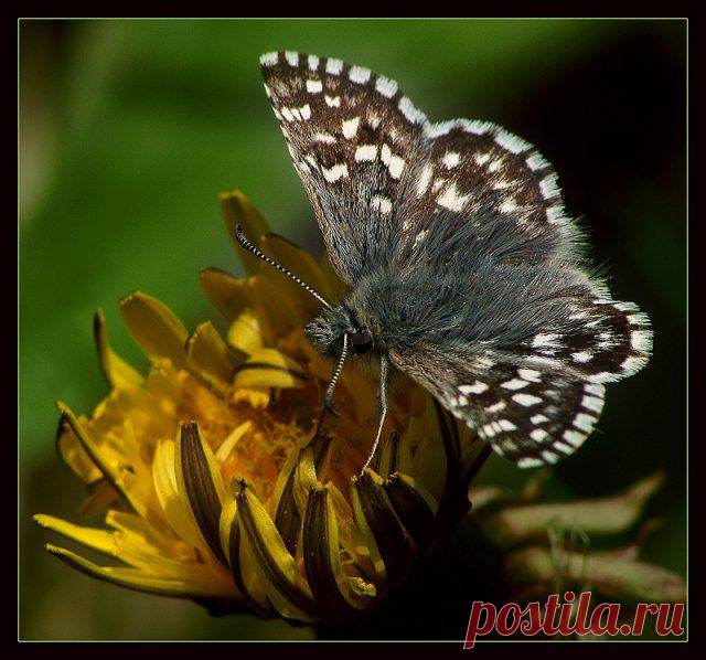 MAKRO FOTO