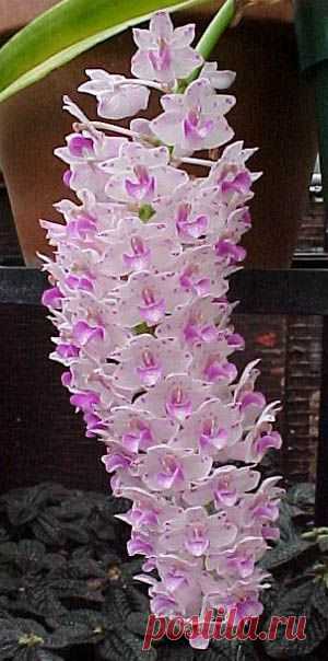 Rhynchostylis Retusa