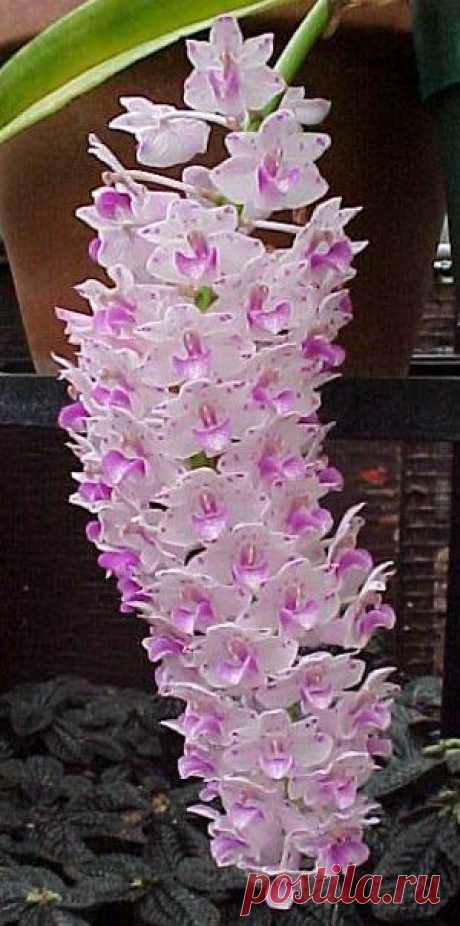 Rhynchostylis Retusa