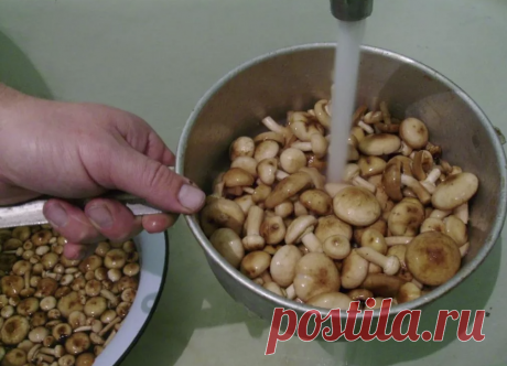 Грибные заготовки. Какие приемы создают "дополнительную" ценность, а какие - пустая трата времени | Книга грибов | Дзен