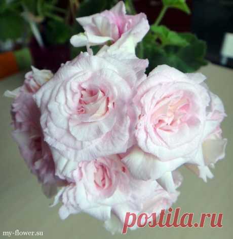 (44) Pinterest