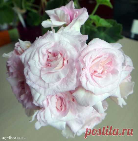 (44) Pinterest