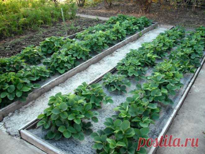 Выделяем место под грядки или клумбы 2