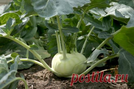 Чем подкармливать кольраби - удобрения для кольраби