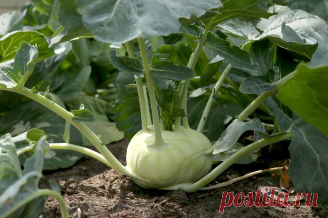 Чем подкармливать кольраби - удобрения для кольраби