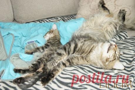 Папа кот с отпрыском — Питомник Мейн-кунов &quot;Lilium&quot;