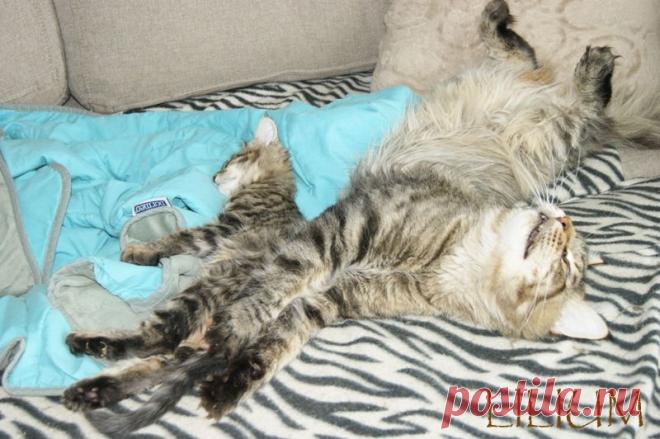 Папа кот с отпрыском — Питомник Мейн-кунов "Lilium"