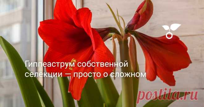 Гиппеаструм собственной селекции — просто о сложном Эта статья о скрещивании гиппеаструмов — основные правила, условия и личный опыт. Расскажу, как я сама тренировалась и что из этого получилось.
