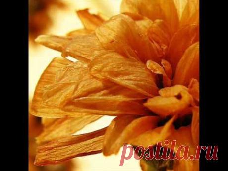 Отцвели хризантемы - Валенти́на Пономарёва