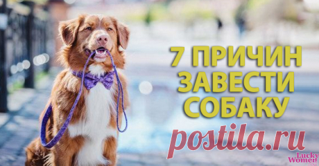 После этих 7 доводов вы захотите завести собаку! — Домашние