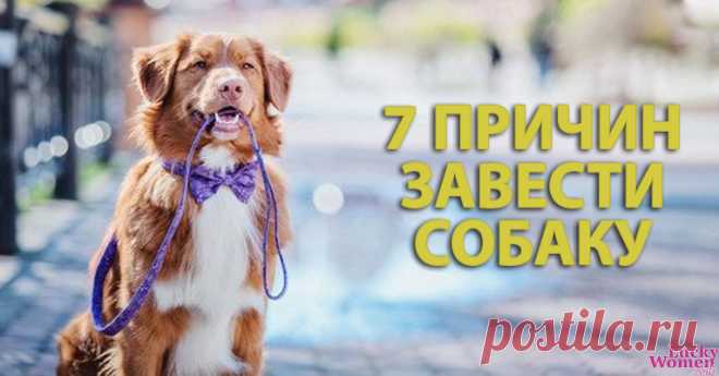 После этих 7 доводов вы захотите завести собаку! — Домашние