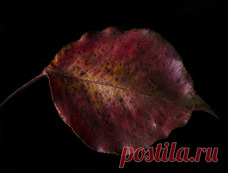 Fallen Leaf | We don't have a lot of red leaves falling this… | Flickr