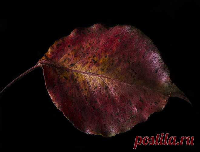 Fallen Leaf | We don't have a lot of red leaves falling this… | Flickr