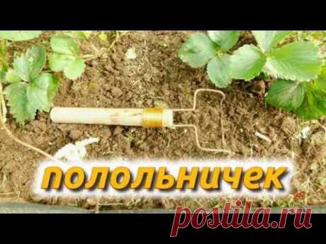 полольничек