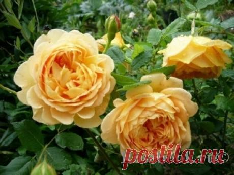 Golden Celebration® :: Энциклопедия роз