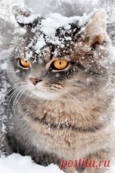 котик