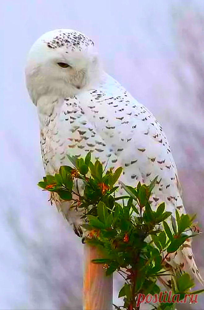 Jezzi Jezzi - Google+