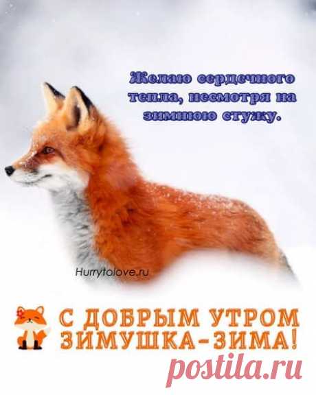 Картинки с добрым зимним утром с животными: открытки с прикольной подборкой зверей