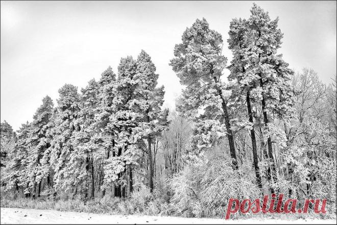Декабрь. Весь мир
                             заснежен и завьюжен,
Прекрасная пора 
                           для дружеских пирушек.
Бокал вина, улыбок теплый свет
Надежно защитят от сумрака и стужи.