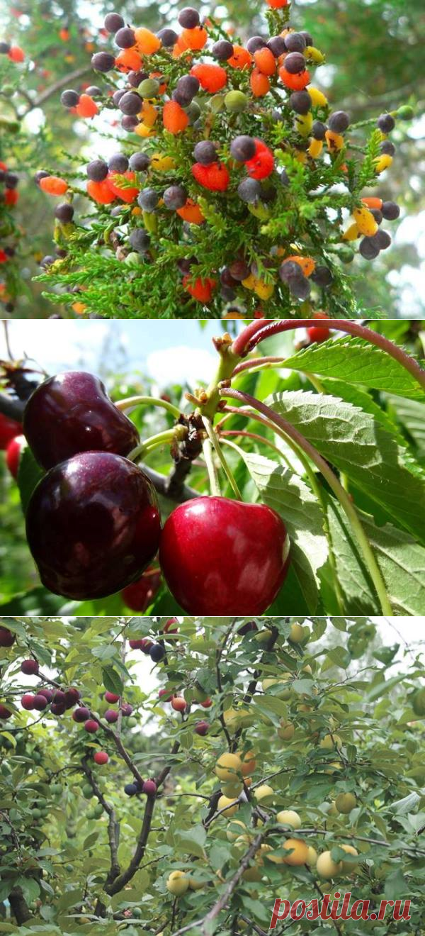 Трёхэтажные деревья — удивительное изобретение!