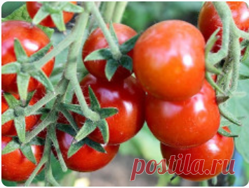 Забудь о навозе и перегное! Помидоры прут по 2 ведра с куста! Добавьте при посадке...