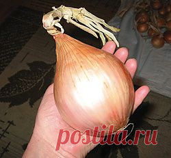 Вырастим лук Эксибишен без рассады - ДАЧНИЦА