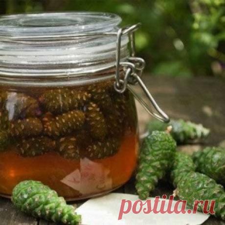 Целебная настойка с сосновыми шишками от инсульта - МирТесен