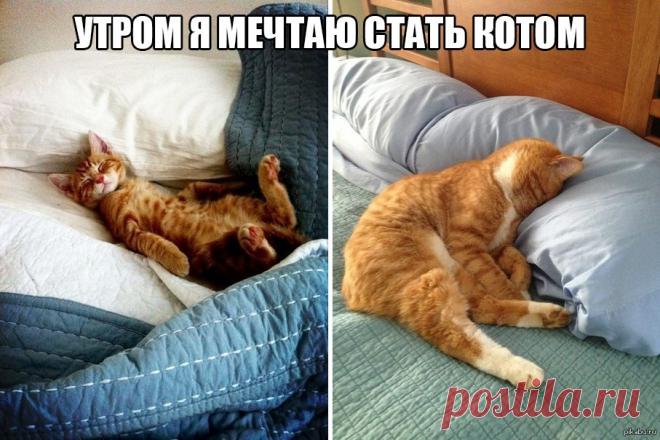 Утром я метаю стать котом — Убойный юмор